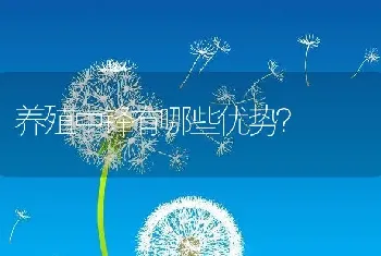 养殖中锋有哪些优势？