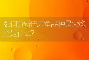 如何分辨巴西龟品种是火焰还是什么？