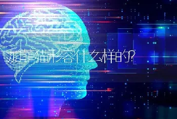 加菲猫形容什么样的？