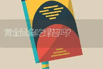 黄金鼠鱼吃绿苔吗？