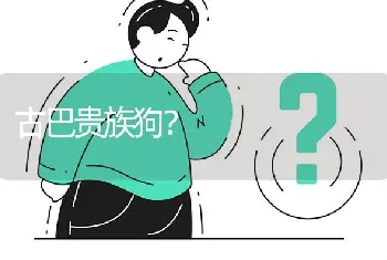 古巴贵族狗？