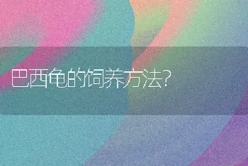 巴西龟的饲养方法？