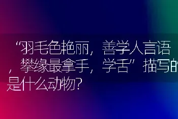 “羽毛色艳丽，善学人言语，攀缘最拿手，学舌”描写的是什么动物？