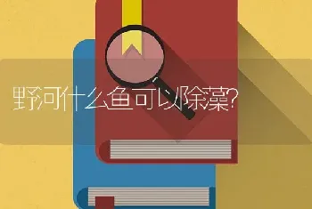 野河什么鱼可以除藻？