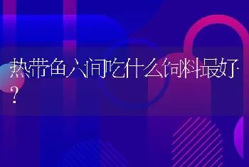 热带鱼六间吃什么饲料最好？