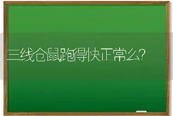 三线仓鼠跑得快正常么？