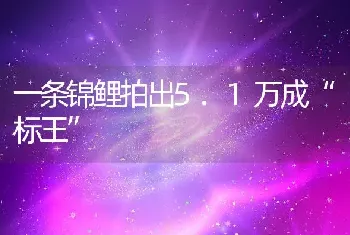 一条锦鲤拍出5.1万成“标王”