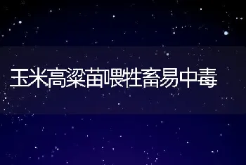 玉米高粱苗喂牲畜易中毒