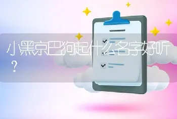 小黑京巴狗起什么名字好听？