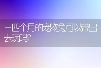 三四个月的宠物兔可以带出去玩吗?