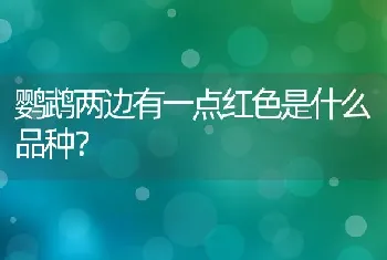 鹦鹉两边有一点红色是什么品种？