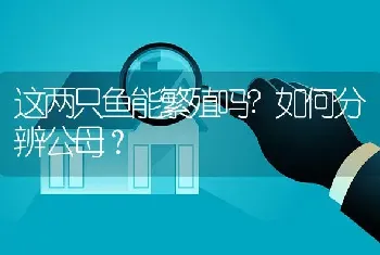 这两只鱼能繁殖吗？如何分辨公母？