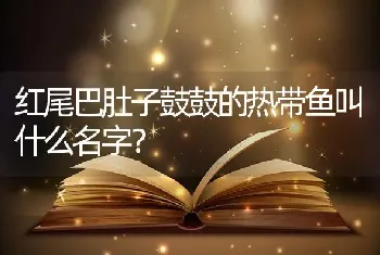 红尾巴肚子鼓鼓的热带鱼叫什么名字？