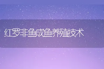 红罗非鱼成鱼养殖技术