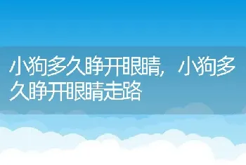 小狗多久睁开眼睛，小狗多久睁开眼睛走路