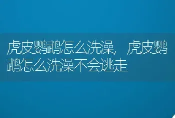 虎皮鹦鹉怎么洗澡，虎皮鹦鹉怎么洗澡不会逃走