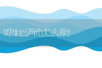 野生巴西龟怎么养？