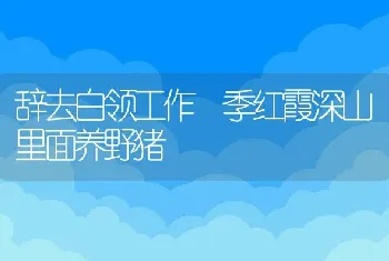 辞去白领工作 季红霞深山里面养野猪