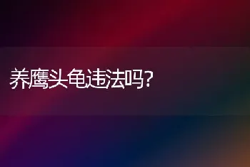 养鹰头龟违法吗？