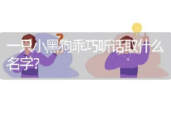 一只小黑狗乖巧听话取什么名字？