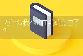 为什么我养的血鹦鹉变白了？