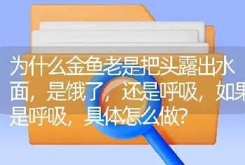 为什么金鱼老是把头露出水面，是饿了