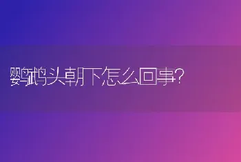 鹦鹉头朝下怎么回事？