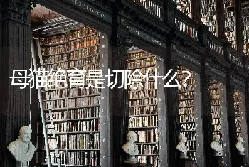 母猫绝育是切除什么？