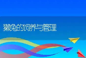 獭兔的饲养与管理