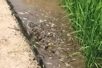 泥鳅无土养殖技术 稻田泥鳅养殖技术