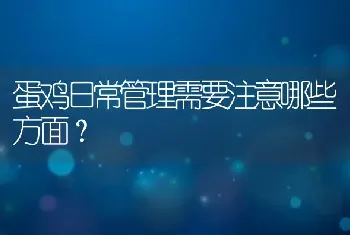 蛋鸡日常管理需要注意哪些方面？