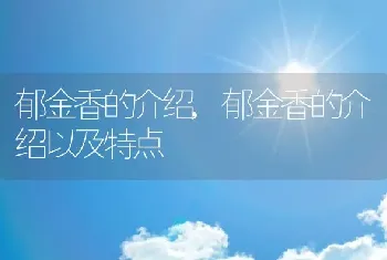 郁金香的介绍，郁金香的介绍以及特点