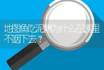 地图鱼吃泥鳅为什么在嘴里不咽下去？