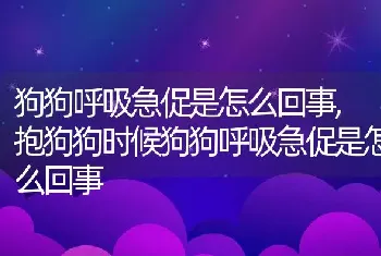 狗狗呼吸急促是怎么回事，抱狗狗时候狗狗呼吸急促是怎么回事