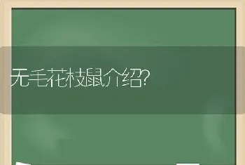 无毛花枝鼠介绍？