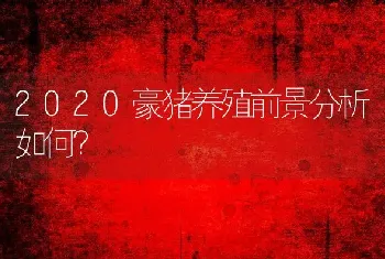 2020豪猪养殖前景分析如何？