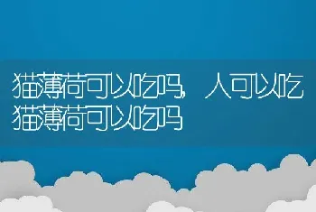 猫薄荷可以吃吗，人可以吃猫薄荷可以吃吗