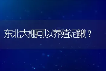 东北大棚可以养殖泥鳅？