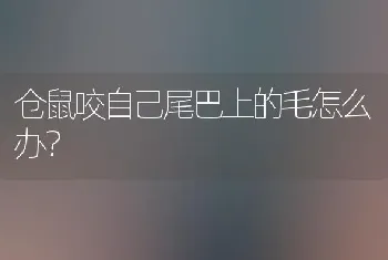 仓鼠咬自己尾巴上的毛怎么办？