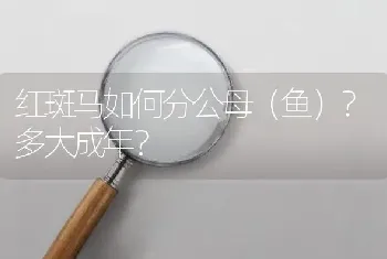 红斑马如何分公母（鱼）？多大成年？