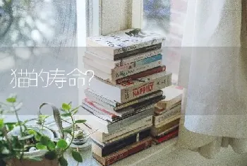 两个月的小蓝猫一百块钱贵不贵？