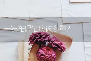 一岁布偶猫应该多重？