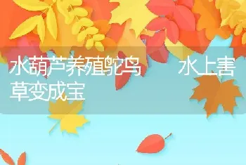 水葫芦养殖鸵鸟 　水上害草变成宝