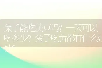 兔子能吃黄豆吗？一天可以吃多少？兔子吃黄都有什么好处？