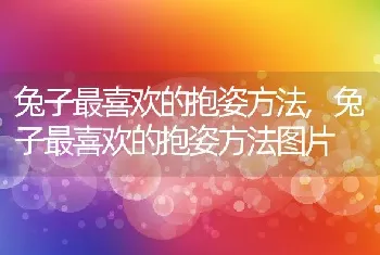 兔子最喜欢的抱姿方法，兔子最喜欢的抱姿方法图片