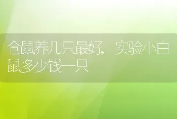 仓鼠可以吃什么蔬菜，仓鼠可以吃什么蔬菜水果