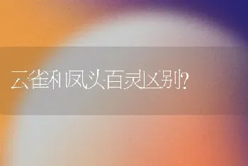 云雀和凤头百灵区别？