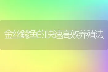 金丝鲶鱼的快速高效养殖法