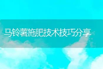 马铃薯施肥技术技巧分享