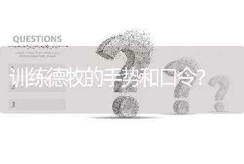 训练德牧的手势和口令？